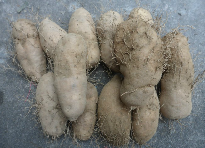 癌症患者用它抑制肿瘤,半年后癌细胞减少一半