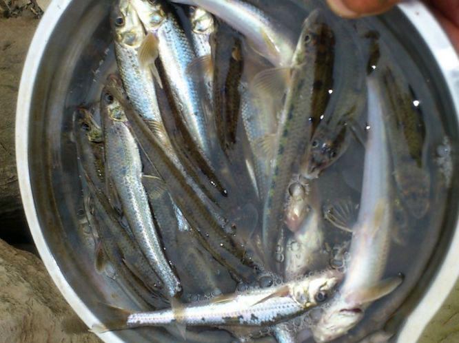 鱼食饵即逃,漂一下子就没入水中,抬竿,鱼儿在水中划半圈才出水,直挺挺