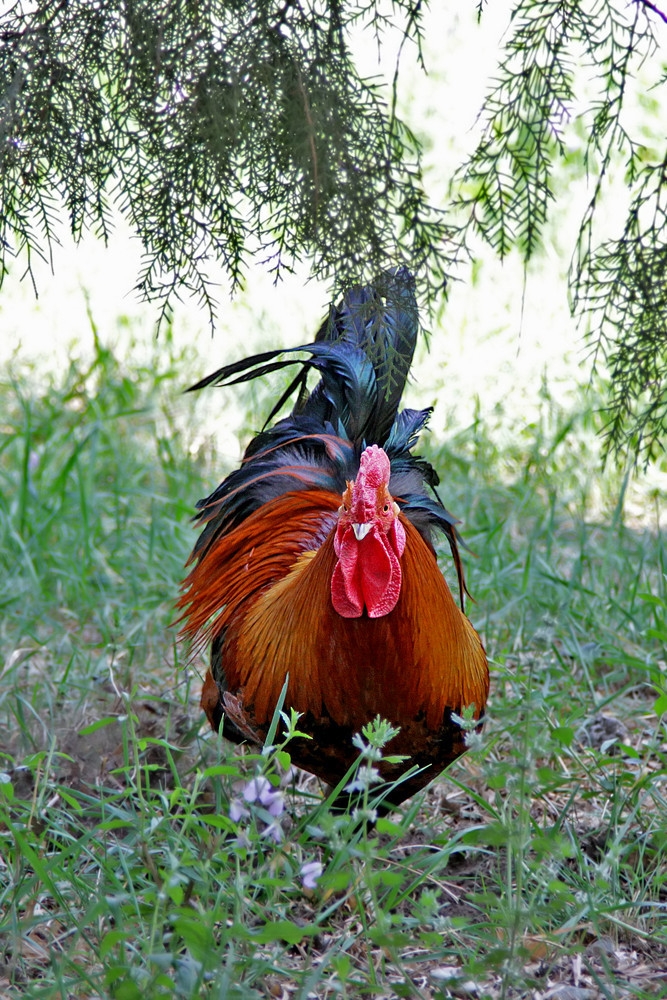 波波农庄:公鸡中的战斗机