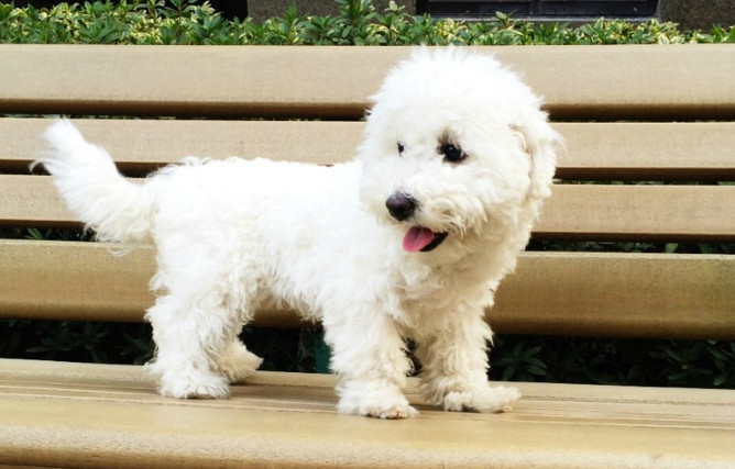 你们知道比熊犬有什么优点吗