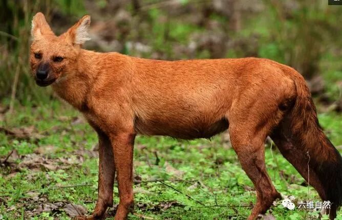 狗年说最强大的犬科,豺有代虎之意!