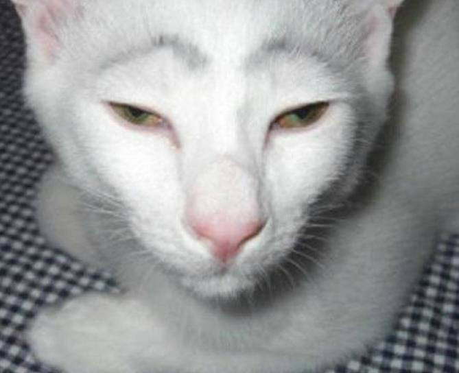 猫界出名的6只丑猫,斗鸡眼算什么,它丑成网红