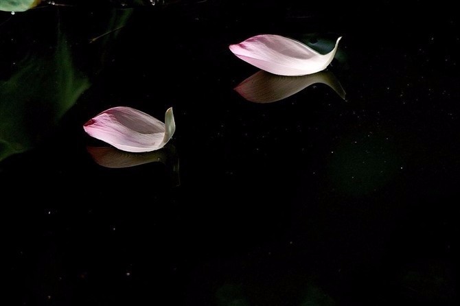 昨夜落花飘零而今人归何处