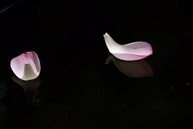 昨夜落花飘零而今人归何处