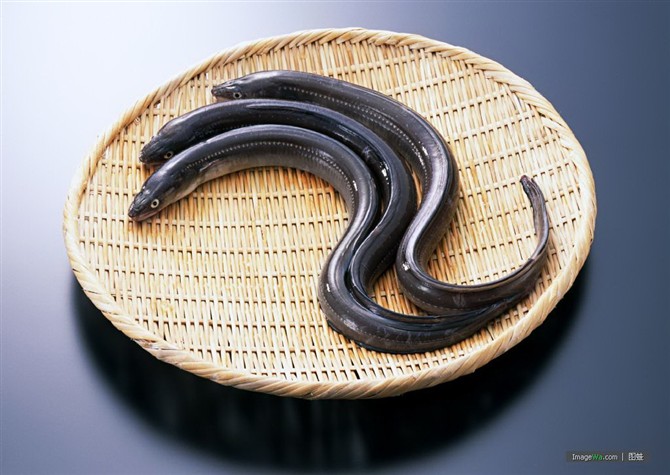 海螺毛蛤澳洲红龙龙虾阿拉斯加帝王蟹蟹锯缘青蟹蟛蜞蛴—三疣梭子蟹