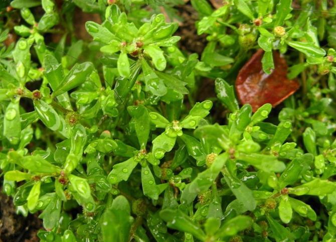 鹅不食草治鼻炎闻一闻就好了7天根除不复发知道的却很少
