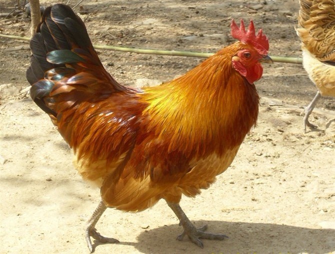 玉林某本田汽车专卖店惊现一只迷路小鸡!路人惊呆,朋友圈炸开!