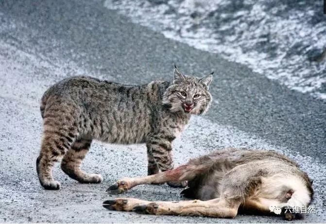 猞猁猎杀小鹿还露出藐视众生一笑的警告