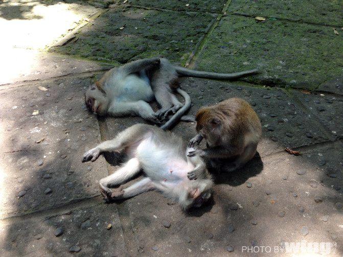 前任3火了美娜多,非常经典的文章,不看后悔|猴子|动物|巴厘岛_新浪