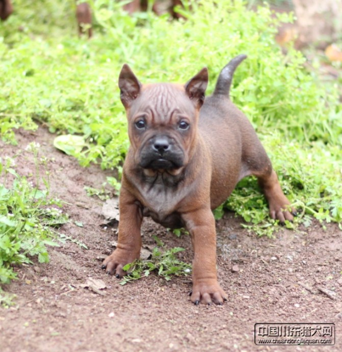 重庆川东猎犬繁育总部出生两个月的川东猎犬幼犬