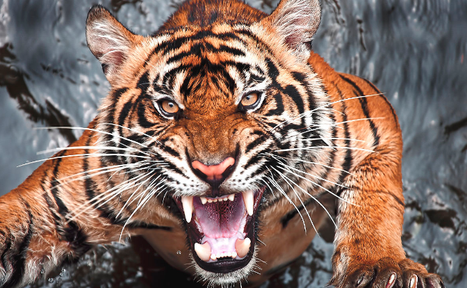 此人有多牛既是文坛巨匠也是武林高手47岁还曾打死猛虎