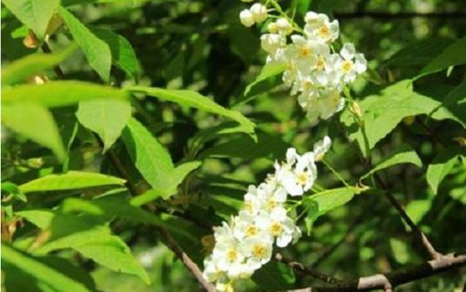 鼠李的价值和栽培技术__财经头条