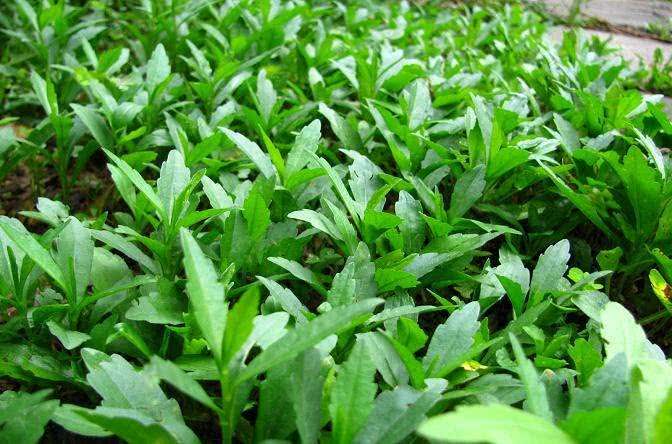 春季的这几种野菜既好吃又养生