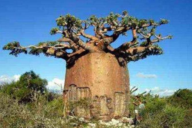 南美洲有神奇的大树,一棵存2吨水,当地居民全靠它