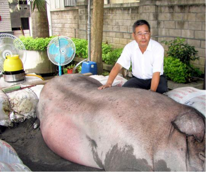 猪价破7元,养猪人谁在笑,哭的人要反思了