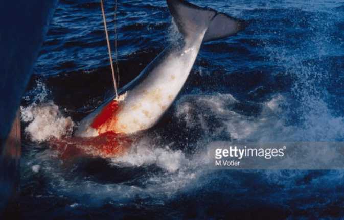 实拍1993年日本捕鲸血腥场面, 揭秘捕鲸背后不为人知的秘密!