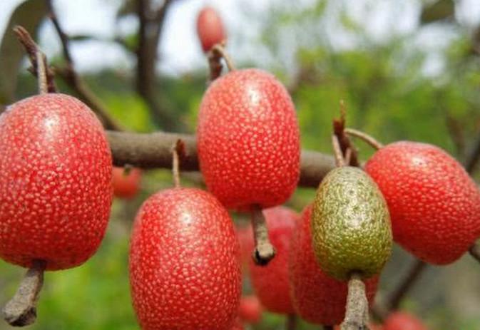 农村里这几种水果, 许多是小时候爱吃的"零食"