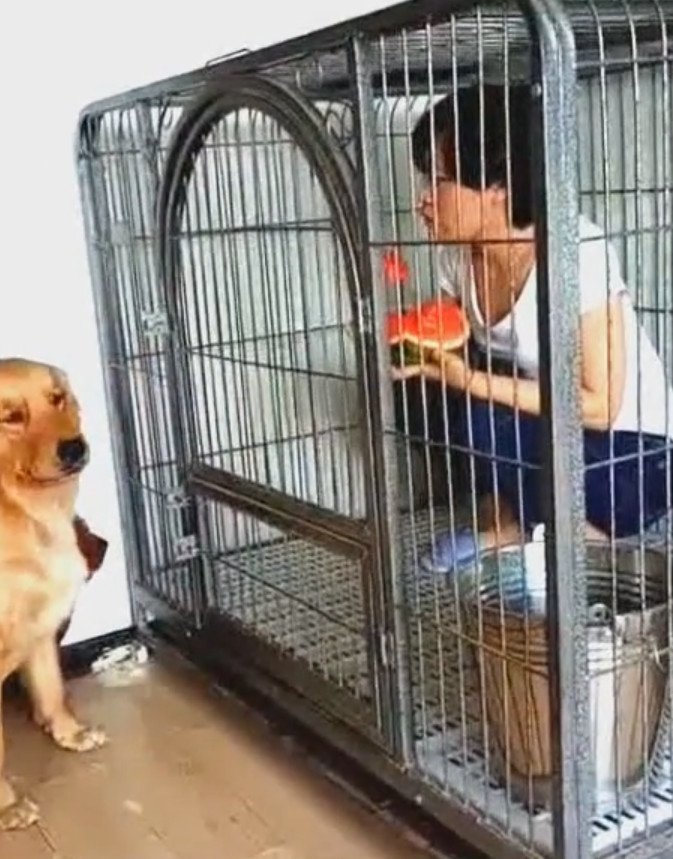 金毛不停要抢主人的西瓜吃,主人只好把自己关在金毛的笼子里