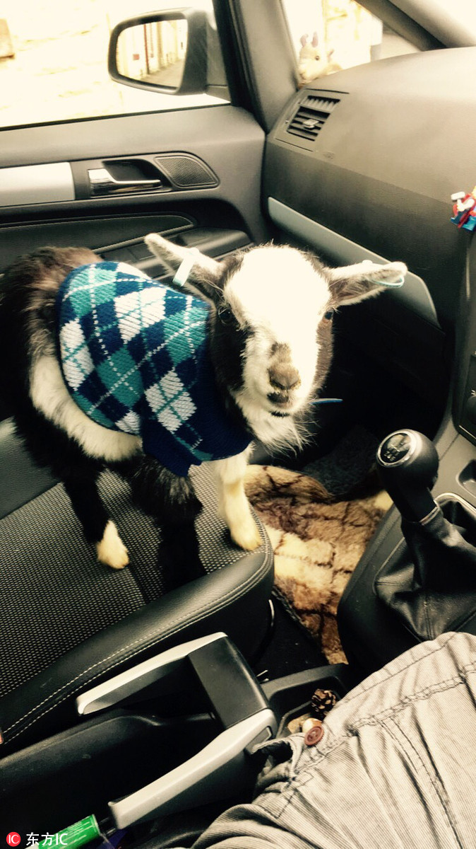 英侏儒山羊活成精致羊咩咩穿漂亮衣服泡吧爽翻天