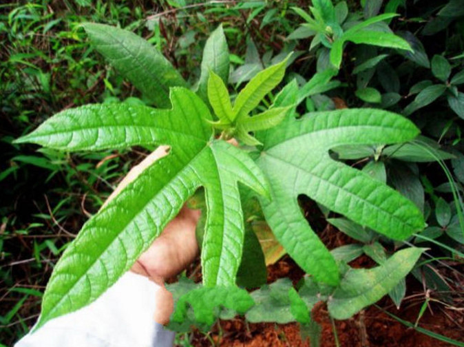 路边这种不起眼的植物,是价值极高的草药,遇到千万别错过