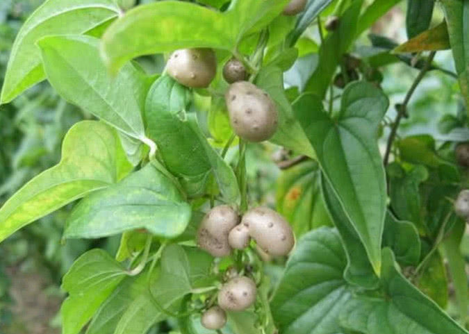 农村山药藤上的这些小小的东西经常被抛弃营养价值很高的