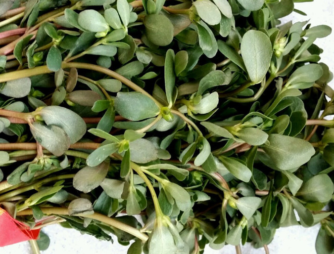 这种野菜以前都用来喂猪,现在却被人抢着吃!它真的有那么好吗?