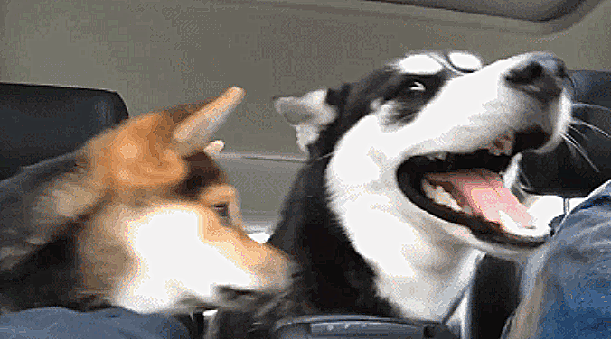 两只狗狗初次见面,二哈招架不住柴犬的热情,被舔得嗷嗷叫!