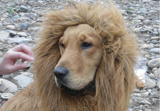 世界上最像猛兽狮子的狗最后一个来自中国像狮非狮凶猛异常