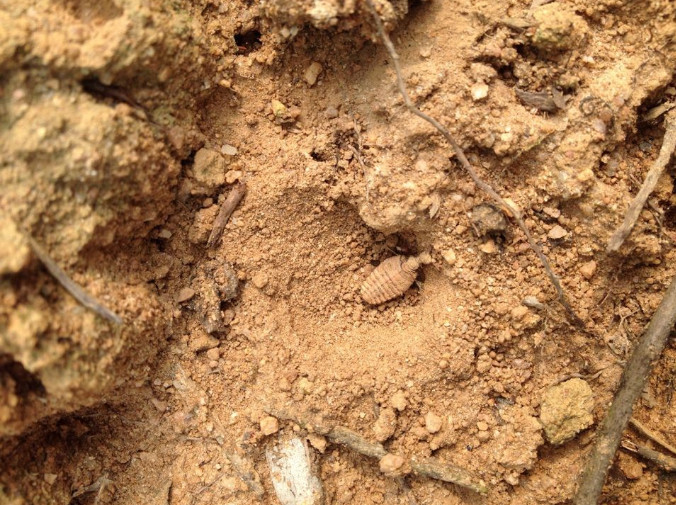 农村孩子小时候都见过的小动物,却不知道可以卖上千元钱一斤|蚁狮|小