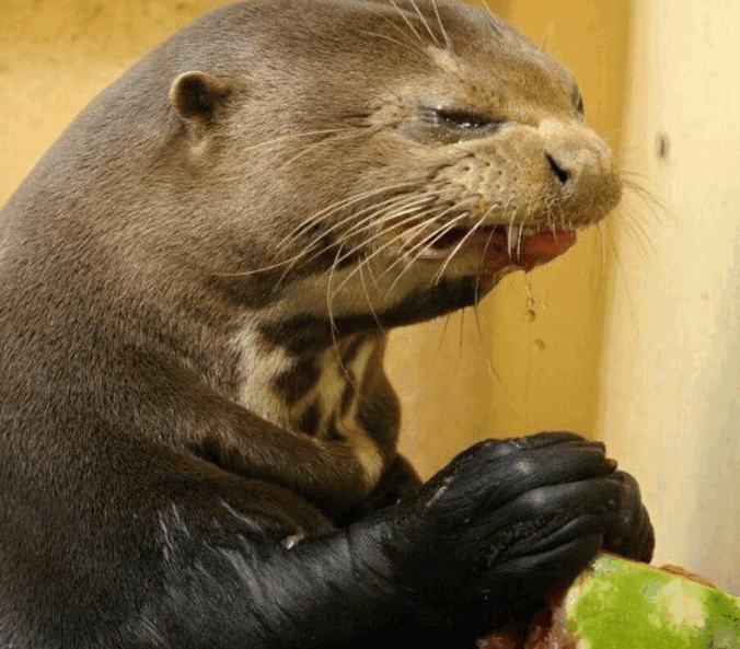 小水獭吃西瓜,不小心吃到了瓜皮,苦到狂飙演技!