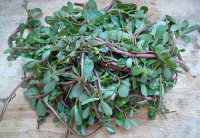 这种野菜以前都用来喂猪,现在却被人抢着吃!它真的有那么好吗?