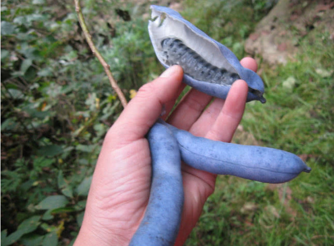 这种野果子叫做猫屎瓜,它有很多种叫法,在很多地方都是不一样的.