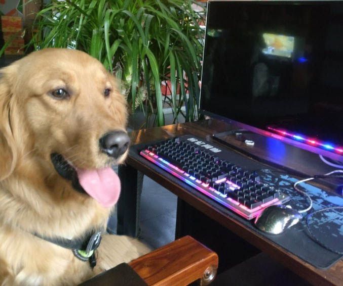 这大白天突然跑来一只狗,看我打游戏,还真是挺稀奇啊!