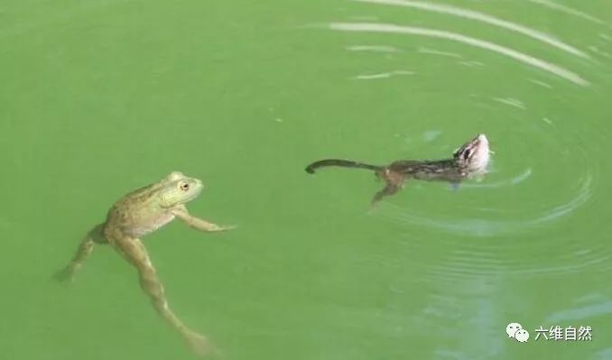害虫|花栗鼠|青蛙_新浪新闻