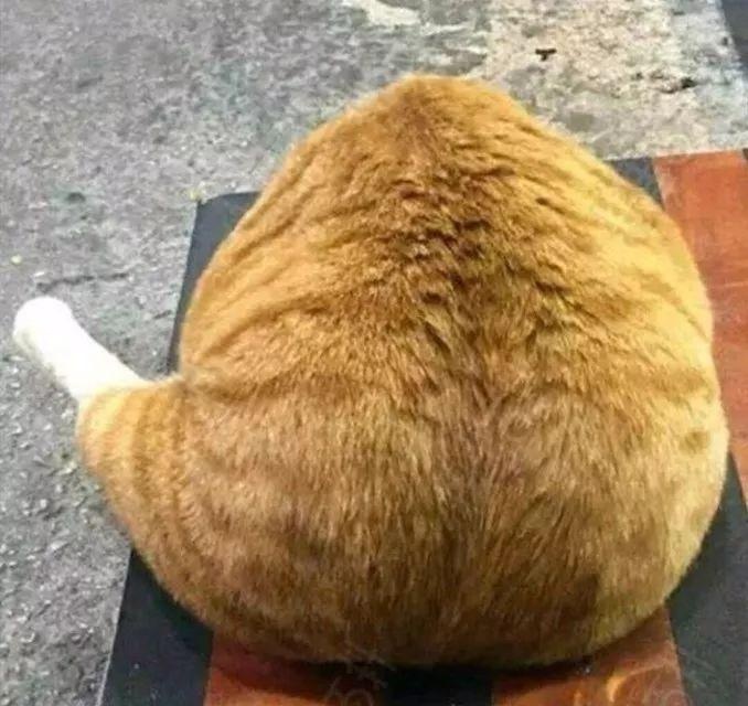 每生产一支口红,就有一只狗失去小丁丁,没有买