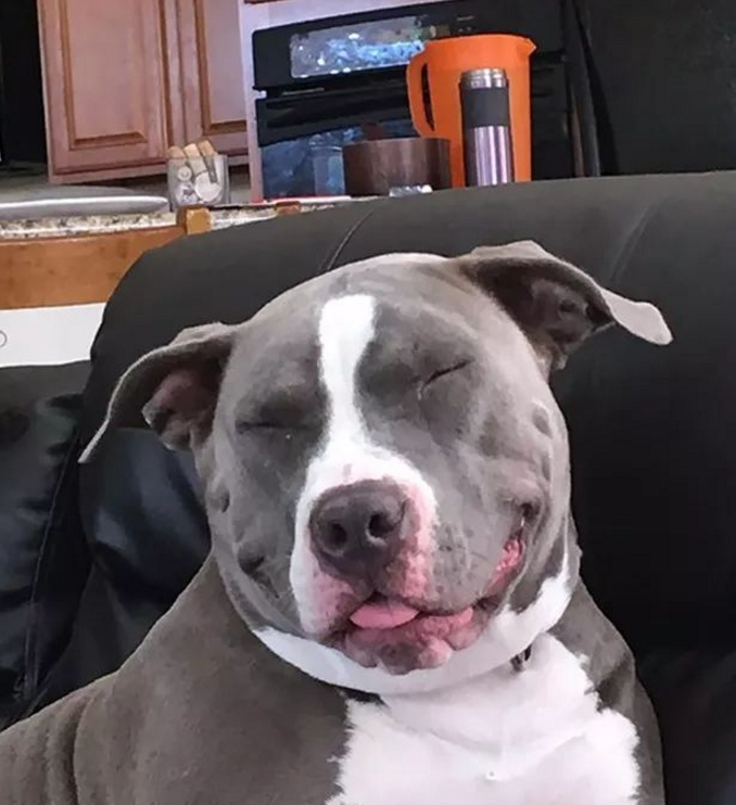 看完这些从宠物医院出来的狗子原谅我不厚道地笑出声来