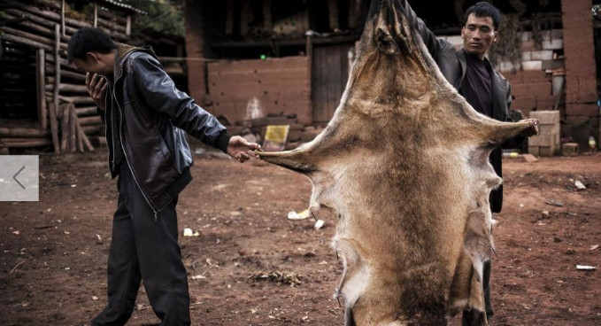 山里村民杀死野狼将皮剥下后这样处理才能买上好价钱