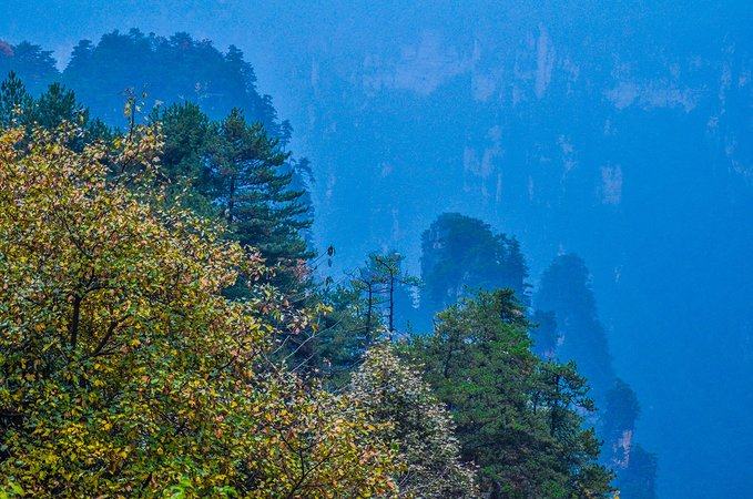 中國境內這座原始森林,如同人間仙境一樣,驚動了美國好萊塢