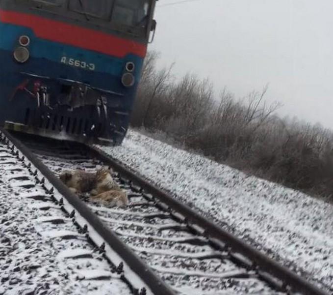 两只狗狗相拥卧轨,知道真相后所有人都哭了!