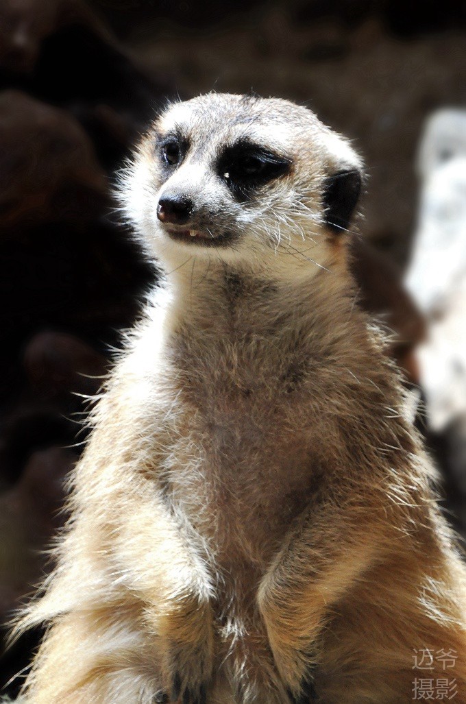 《狮子王》中的丁满【原创摄影】