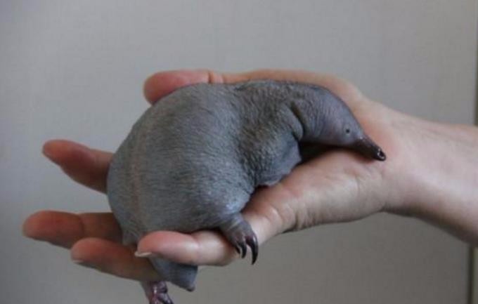 农村大叔在山中捡回一只怪异的小鸭子,岂料长大后却变成了这样