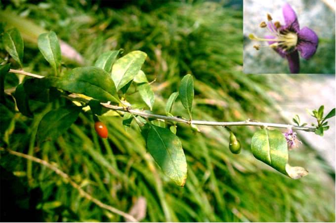 每天最少学一味中药—地骨皮