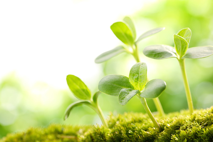 一根芽的吐露,一棵苗的茁壮,一朵花的绽放,一粒籽的归仓