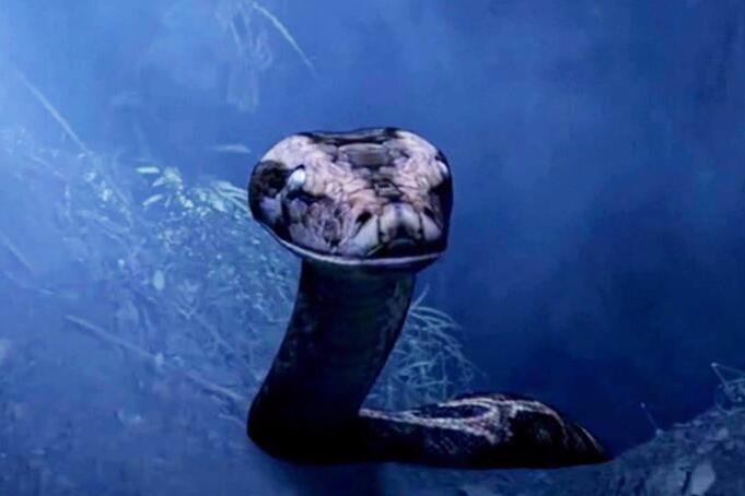 古墓挖出沉睡千年巨蟒 专家看到吓趴了