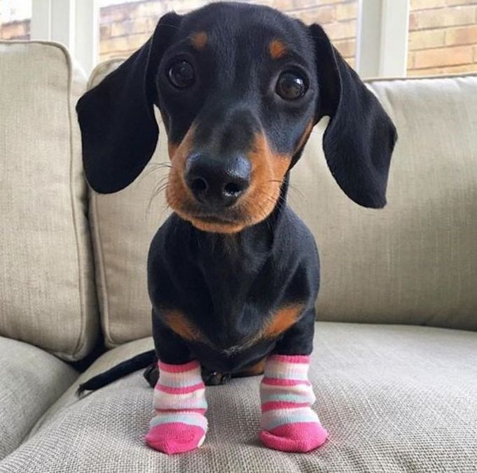 喜欢穿袜子的汪星人,怎么看怎么想笑