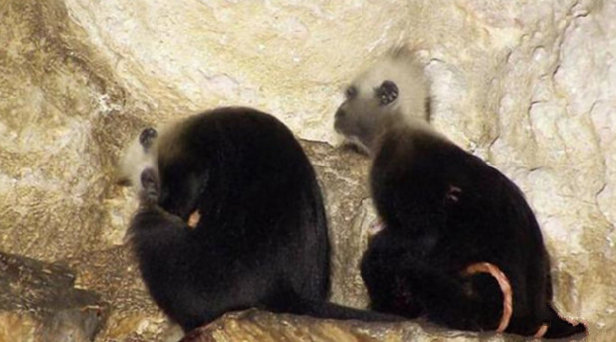 野外母猴生小猴子,居然还有"接生婆",众人看傻了眼