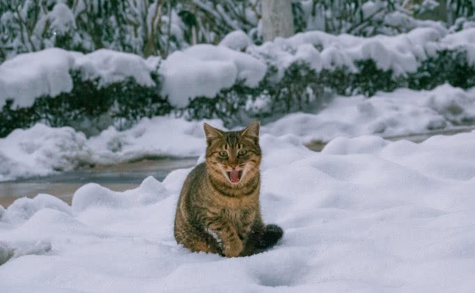 威武还得看中华狸猫,南方雪中奔走玩耍,像个小老虎,可爱死了!