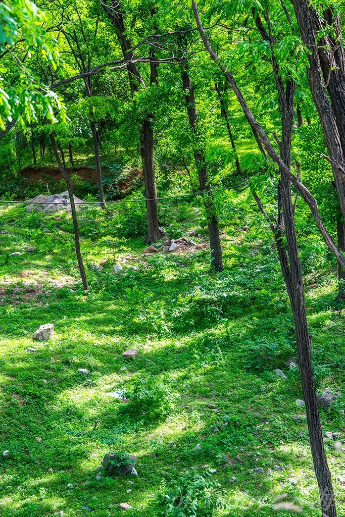 潍坊,安丘辉渠镇,原生态小树林