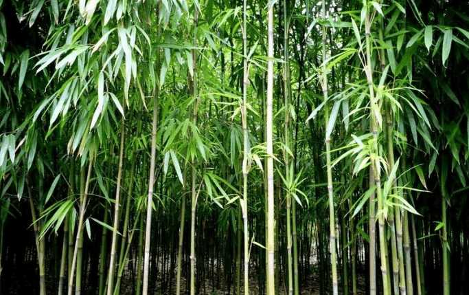 被接引道人取走炼做六根清净竹,可封人六感,乃先天灵宝.