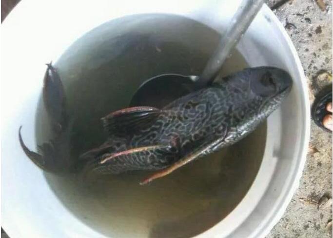 清道夫的煲汤新吃法有人津津有味有人难以下咽